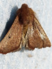 Dasycorsa modesta