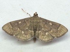 Herpetogramma aeglealis