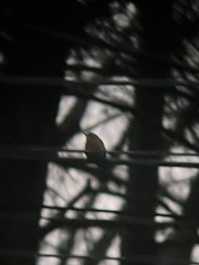 Thryothorus ludovicianus