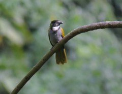 Saltator atriceps
