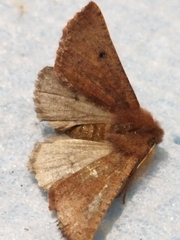 Dasycorsa modesta