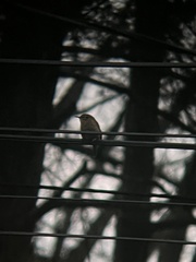 Thryothorus ludovicianus