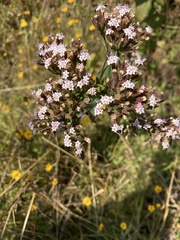 Stevia viscida