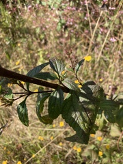 Stevia viscida