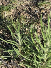 Johnstonella angustifolia