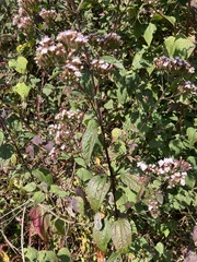 Stevia viscida