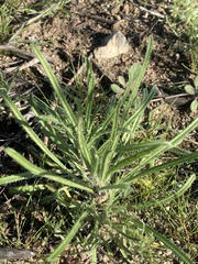 Johnstonella angustifolia