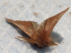 Dasycorsa modesta