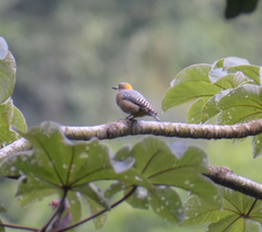 Melanerpes hoffmannii