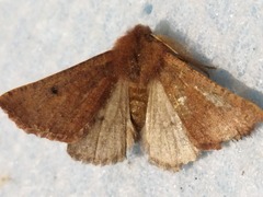 Dasycorsa modesta