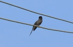 Surniculus dicruroides