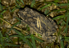 Rhinella major
