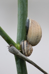 Otala lactea