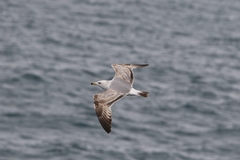 Larus armenicus
