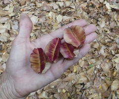 Combretum latifolium