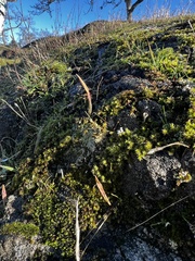 Tortula muralis