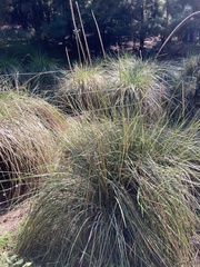 Muhlenbergia rigens