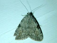 Catocala amica