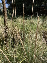 Muhlenbergia rigens