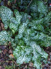 Arum italicum italicum