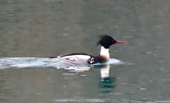 Mergus serrator