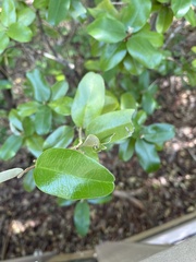 Capparis cynophallophora