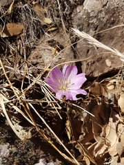 Colchicum feinbruniae