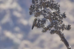 Oreotrochilus estella