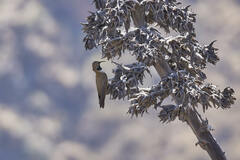 Oreotrochilus estella