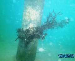 Acanthopagrus butcheri