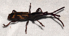 Brentidae