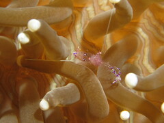 Ancylomenes sarasvati