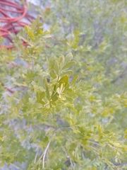 Fraxinus greggii