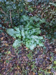 Arum italicum italicum