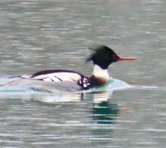 Mergus serrator