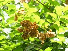 Combretum latifolium