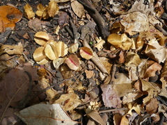 Combretum latifolium