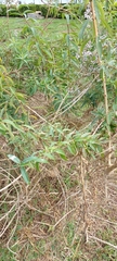 Angiospermae