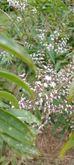 Angiospermae