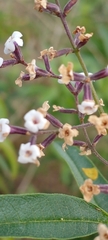 Angiospermae