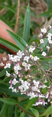 Angiospermae
