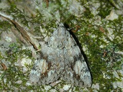 Catocala amica