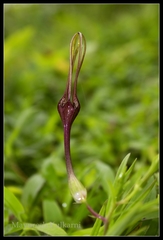 Ceropegia attenuata