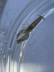 Alpheidae