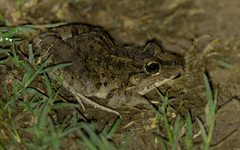 Leptodactylus macrosternum