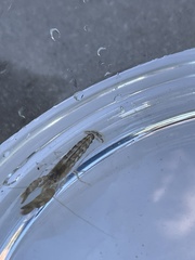Alpheidae
