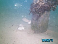 Acanthopagrus butcheri