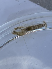 Alpheidae