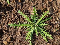 Deinandra fasciculata