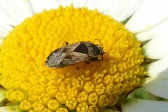 Trapezonotus ullrichi
